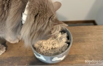 Recipe: Easy Homemade Kitten Food Easy Homemade Kitten Food