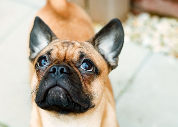 chinese and french bulldog pug mix