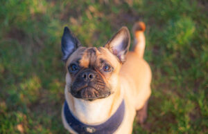 Frug Dog Breed Profile (French Bulldog & Pug Mix) Frug Dog Breed Profile