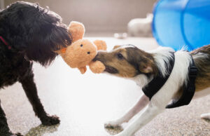 10 Best Indoor Games for Dogs That You and Fido Should Try! Indoor Puppy Games featured Image