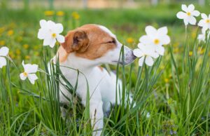 Is Jasmine Toxic To Dogs? Is Jasmine Toxic To Dogs Featured Image