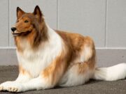 Japanese Man Became a Dog After Buying £12K Collie Costume Japanese Man Became a Dog After Buying £12K Collie Costume