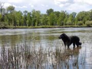 Montana Pet Stores, Dog Parks, Grooming, And More Montana Pet Stores Featured Image