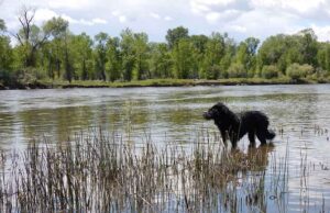 Montana Pet Stores, Dog Parks, Grooming, And More Montana Pet Stores Featured Image