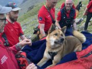 Dog Rescued After Scaling England’s Highest Mountain Photograph: KeswickMountainRescueTeam SWNS