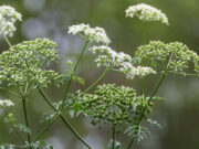 Poisonous Hemlock Plants Cause Series of Pet Deaths in Ireland Poisonous hemlock plant causes dog deaths in Ireland
