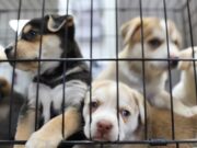 Puppy Smuggling Crackdown Dropped in Major Government U-turn Puppy Smuggling Crackdown Dropped in Major Government U-turn