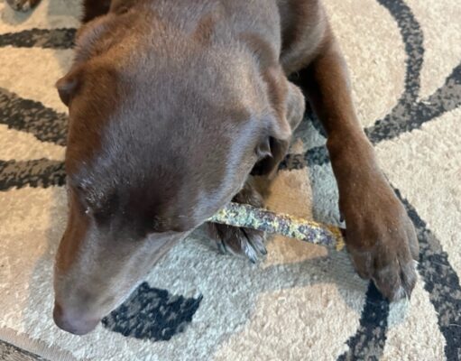 Review: The Natural Dog Company Collagen Sticks with Chicken The Natural Dog Company Collagen Sticks