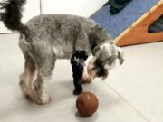 Three-Legged Dog Returns to Football With New Prosthetic Paw Three-Legged Dog Returns to Football With New Prosthetic Paw