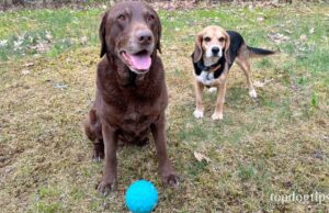 Review: ZippyTuff Waggle Ball Dog Toy ZippyTuff Waggle Ball