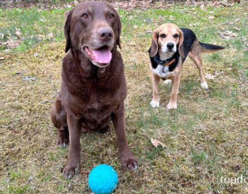 Review: ZippyTuff Waggle Ball Dog Toy ZippyTuff Waggle Ball