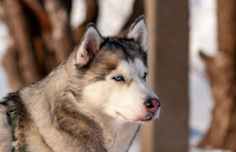 Alaskan Husky Breed Price (5 Pricing Factors & More) alaskan husky breed price