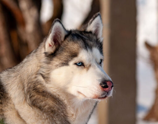 Alaskan Husky Breed Price (5 Pricing Factors & More) alaskan husky breed price