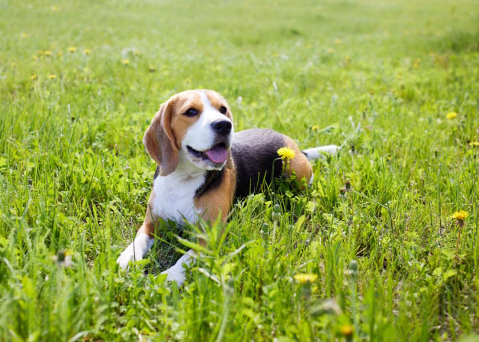 beagle dog names beginning with K