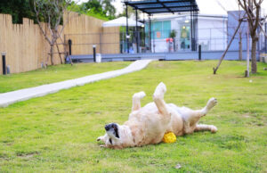 24 Best Indoor Dog Parks in the US best indoor dog parks in the US