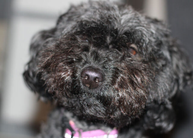 Jack-A-Poo Dog Breed Profile – Top Dog Tips