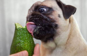 Can Dogs Eat Avocado: 13 Surprising Benefits and Potential Risks can dogs eat avocado