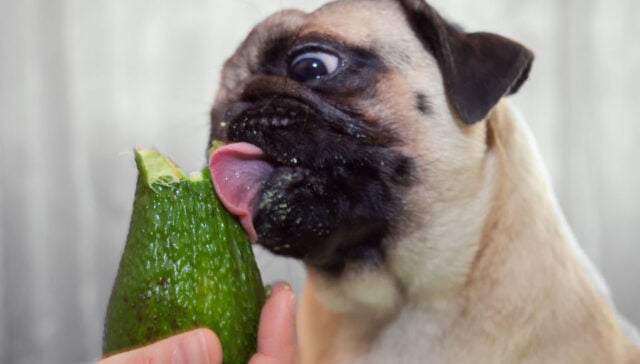 can dogs eat avocado