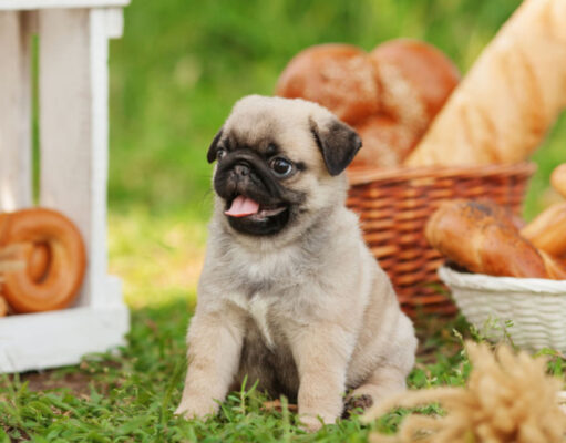 Can Dogs Eat Bread: 15 Bread Types (Safe or Not?) can dogs eat bread
