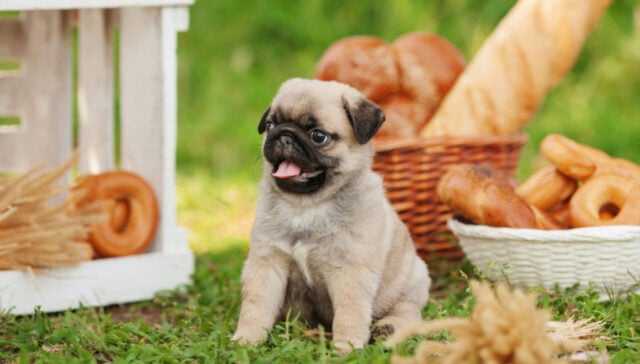 Is bread bad outlet for dogs to eat