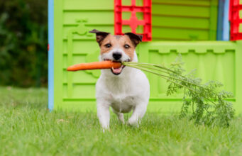 Can Dogs Eat Carrots: A Superfood For Fido can dogs eat carrots