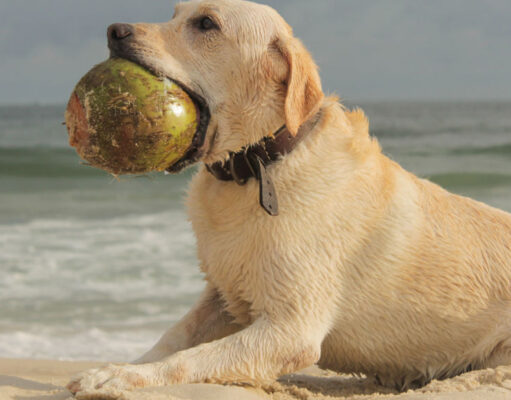 Can Dogs Eat Coconut? 5 Health Benefits for Your Pooch can dogs eat coconut