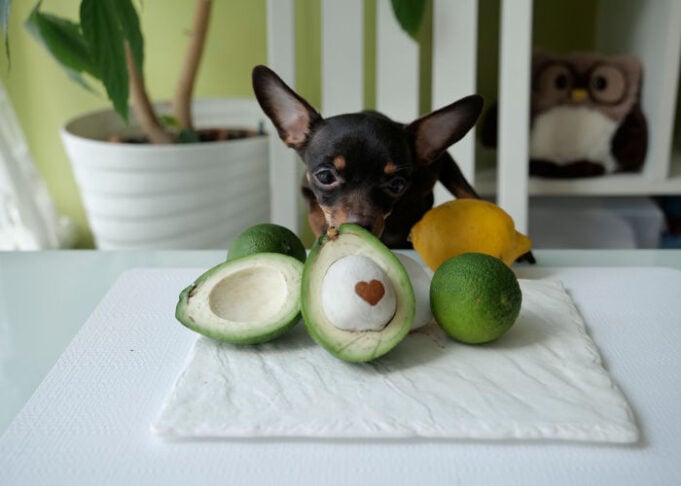 Can Dogs Eat Avocado: 13 Surprising Benefits and Potential Risks – Top ...