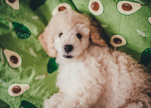 Visual Reference: Can Dogs Eat Avocado 13 Surprising Benefits And Potential Risks