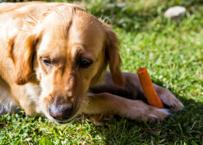 Picture of Can Dogs Eat Carrots: A Superfood For Fido – Top Dog Tips