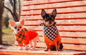 15 Most Irresistibly Cute Chihuahua Mix Breeds chihuahua mix breeds