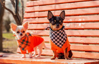 15 Most Irresistibly Cute Chihuahua Mix Breeds chihuahua mix breeds