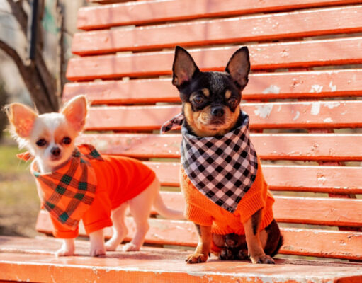 15 Most Irresistibly Cute Chihuahua Mix Breeds chihuahua mix breeds