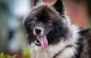 Chusky Dog Breed Profile (Chow Chow & Husky Mix) chusky dog breed profile