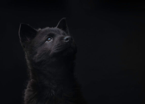 Chusky Dog Breed Profile (Chow Chow & Husky Mix)