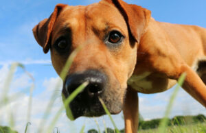 Dog Names Starting With J dog names starting with j