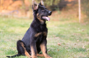 Dog Names Starting with G dog names starting with G