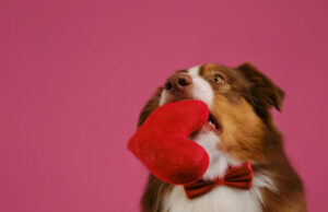 Dog Names Starting With H dog names starting with H