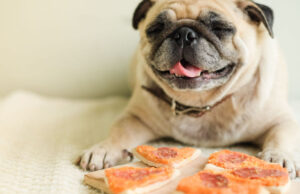 Dog Names Starting With P dog names starting with P