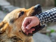 Five Large Dogs Maul a Man and Tore Off His Ears dogs attack a man