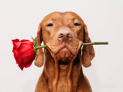 Britons on Dating App Swipe Right on Profiles Featuring a Dog featuring a dog in a dating app profile