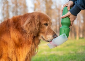 golden retriever drinking from a water bottle after exercise