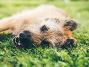 Own One of These Nine Dog Breeds? Your Pet Could Be in Trouble heatstroke in dogs