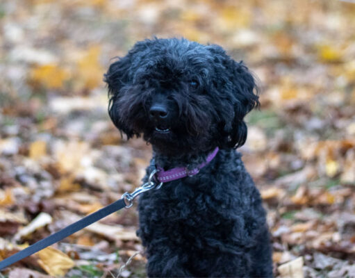 Jack-A-Poo Dog Breed Profile jack-a-poo dog breed profile