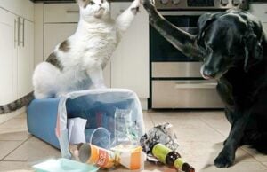 Review: PetSafe Pawz Away Indoor Pet Barrier