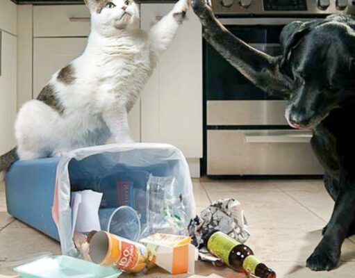 Review: PetSafe Pawz Away Indoor Pet Barrier