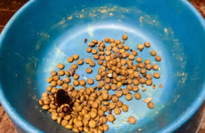 What Should I Do If My Dog Ate A Cockroach? my dog ate a cockroach