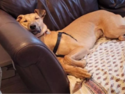 “Part Giraffe” Puppy Rehoming Lasted Only Two Days Before Returning to RSPCA part giraffe puppy returned