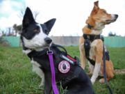 Real-Life Dog Detectives Help Nearly 100 Lost and Stolen Dogs Reunite with Owners real life dog detectives help find lost and stolen dogs reunite with their owners
