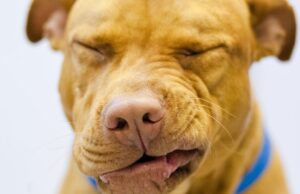 Reverse Sneezing in Dogs: What Is It and How Do You Stop It? reverse sneezing in dogs