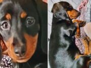 Stolen Puppy Finally Located and Returned to its Little Girl Owner stolen puppy finally located